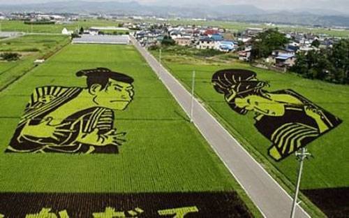 Campos de arroz 008